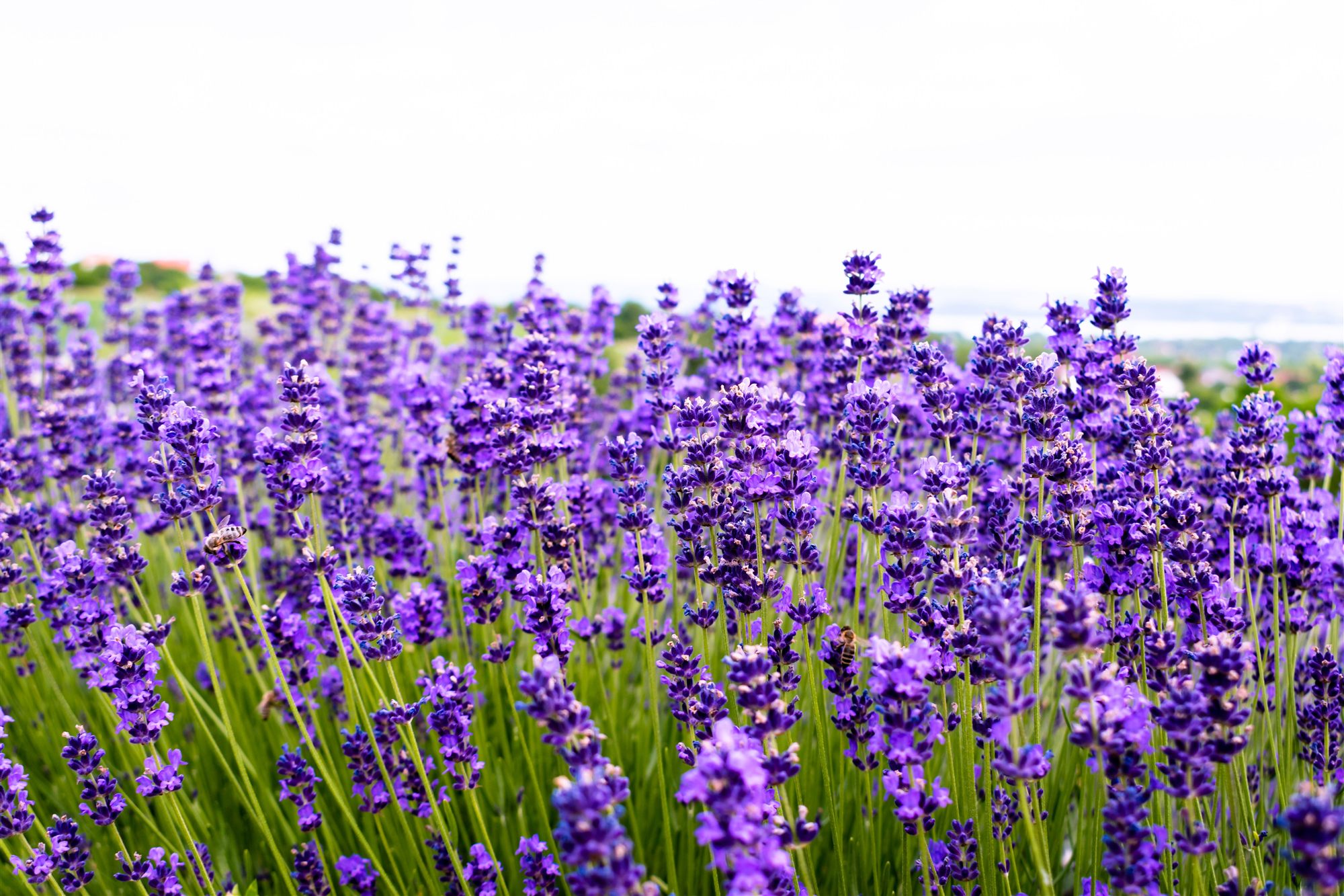 A lavender field at golden hour