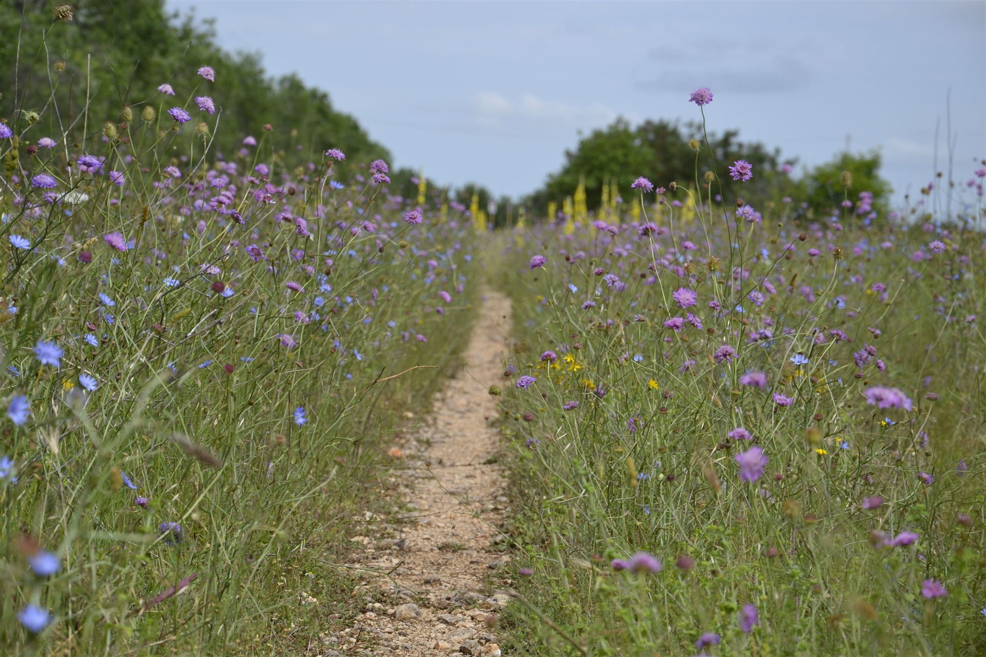 A path through a sunlit meadow